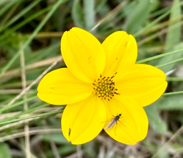 Deixar anar