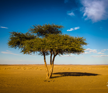 Arbre d'argan