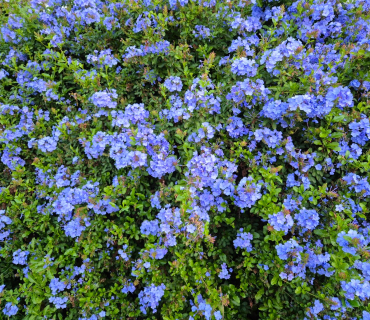 Flors blaves