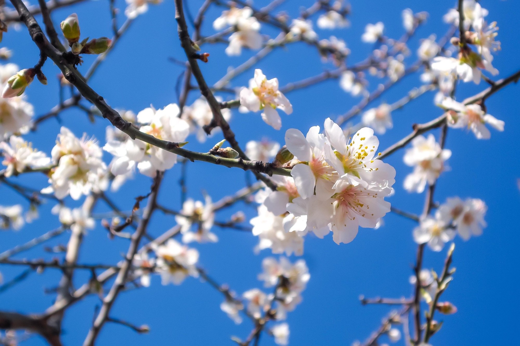 Ametller florit