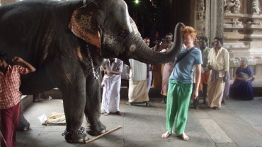 L'elefant del temple de Meenakshi a Madurai (Tamil Nadu)