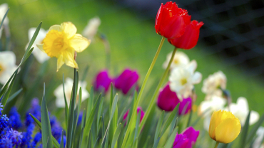 Flors