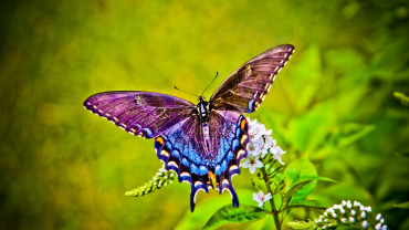 Foto papallona