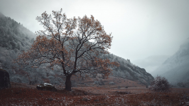 Paisatge gris d'hivern