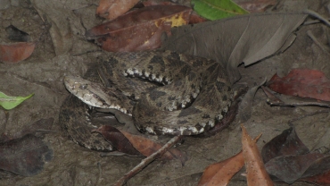 Serp en un racó de bosc