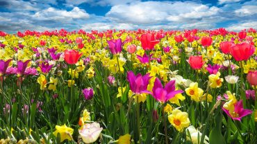 Primavera amb flors de colors