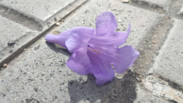 Quaresma - Primer diumenge