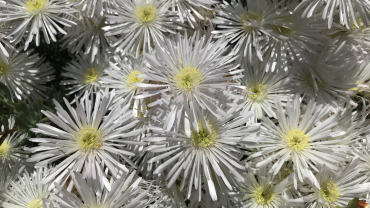 Temps Ordinari - Trentè diumenge