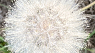 Temps Ordinari - Trenta-tresè diumenge