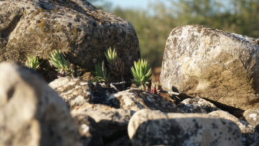 Advent - Segon diumenge