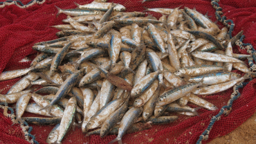 Peixos xarxa