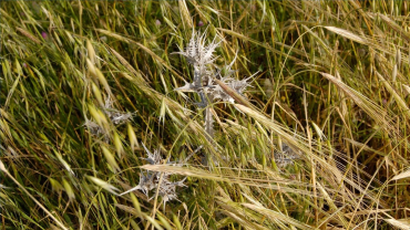 El desert del meu cor