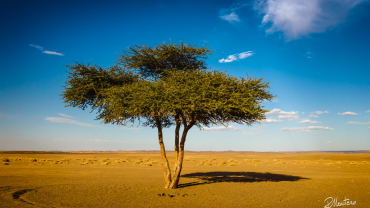 Arbre d'argan