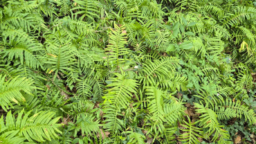 arbres