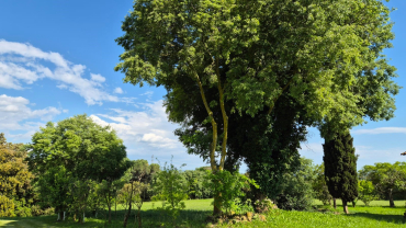 arbres