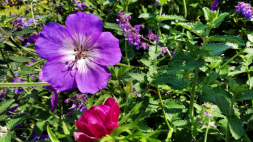 flors entre l'herba