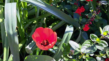 flor vermella