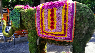 elefant de flors