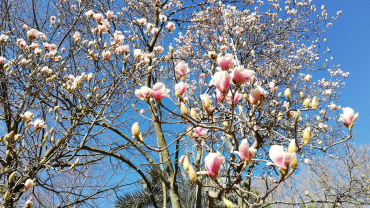 arbre florit