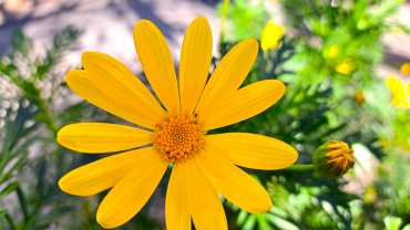 flor de jardí