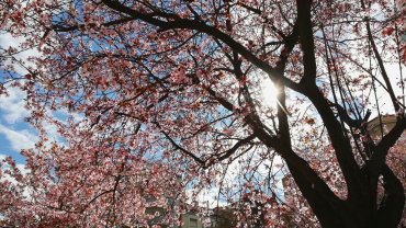 arbre florit