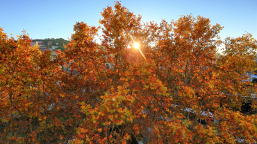 sol entre arbres