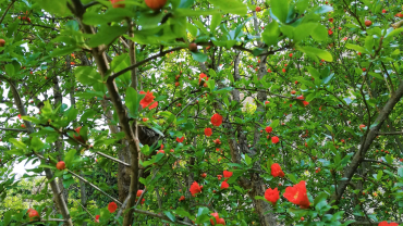 arbre florit