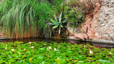 Pregària per Doñana