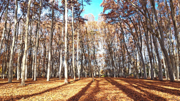 Bosc fageda