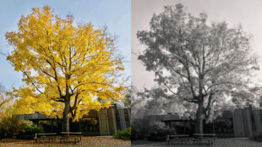 arbres