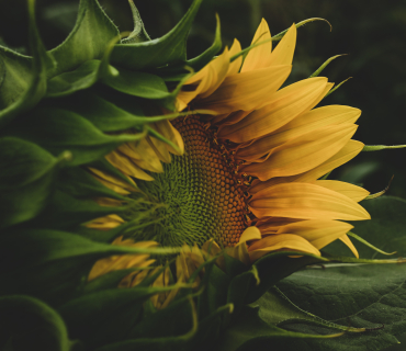 girasol