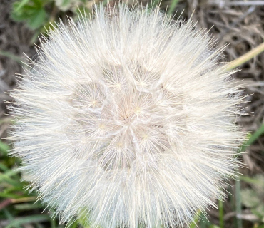 Temps Ordinari - Trenta-tresè diumenge