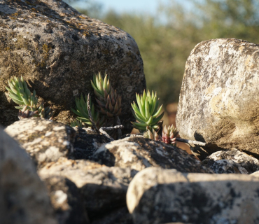 Advent - Segon diumenge