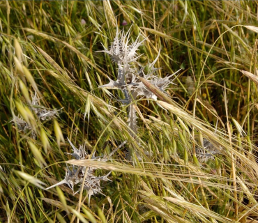 El desert del meu cor