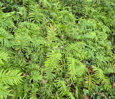 arbres
