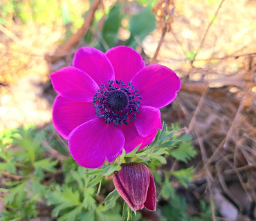 flor