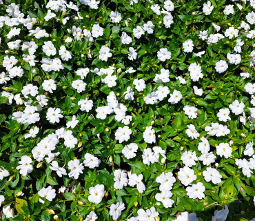 flors petites