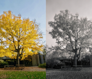 arbres